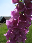 SX29104 Foxglove.jpg